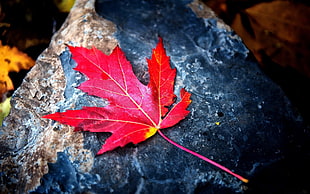 Maple Leaf on stone boulder HD wallpaper
