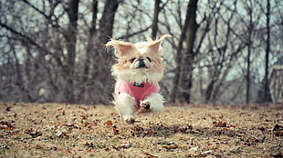 long-coated white and brown dog, dog, running, animals HD wallpaper