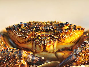 focused photo of brown crab HD wallpaper
