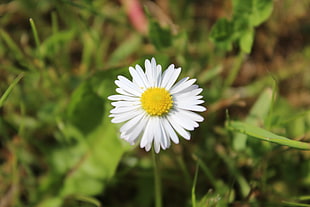 white daisy flower, flowers