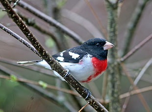 black, white, and red bird on brown tree branch, rose-breasted grosbeak