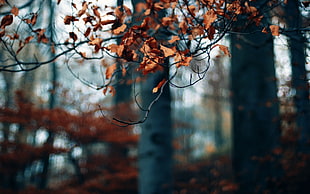 brown leaves of trees on selective focus photography