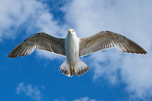 photo of white and brown seagull flying during daytime