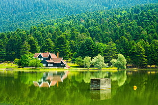 brown wooden house, green, natural light, landscape, Bolu HD wallpaper
