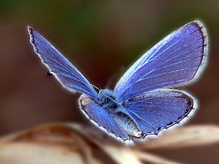 Karner Blue Butterfly in closeup photo HD wallpaper