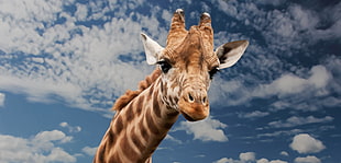 Giraffe head photo during day time HD wallpaper