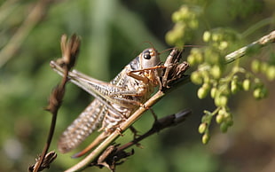 close up photo of brown grasshopper on brown stick