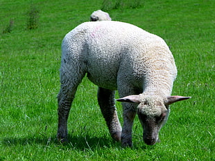 photo of gray lamb on grass field, sheep HD wallpaper
