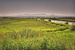 view of green fields HD wallpaper