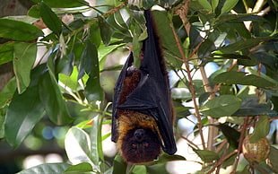 brown and black bat hanging on green plant at daytime