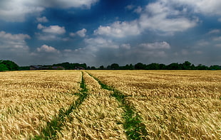 brown wheat field under cloudy sky HD wallpaper