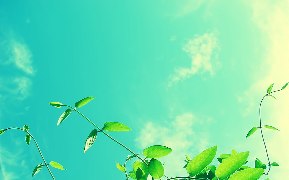 green ovate leaf, leaves, anime, clouds, blue HD wallpaper