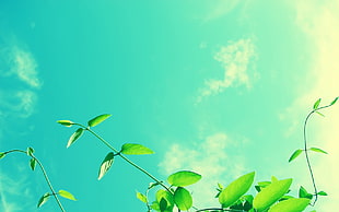 green ovate leaf, leaves, anime, clouds, blue