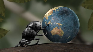 black beetle holding earth digital wallpaper, Earth, insect, CGI, Dung beetle