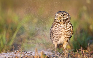 brown and gray owl standing on green grass field