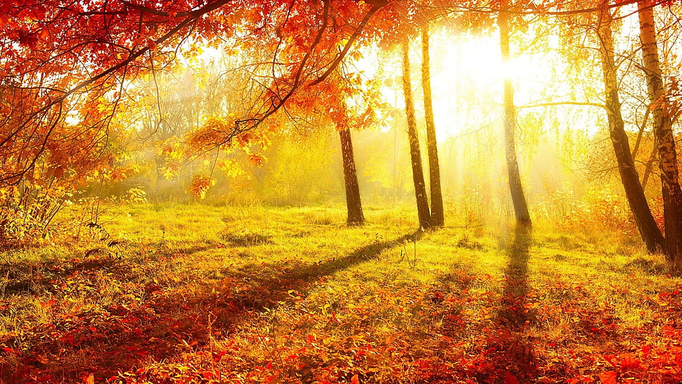 maple tree, nature, trees, forest, Sun HD wallpaper
