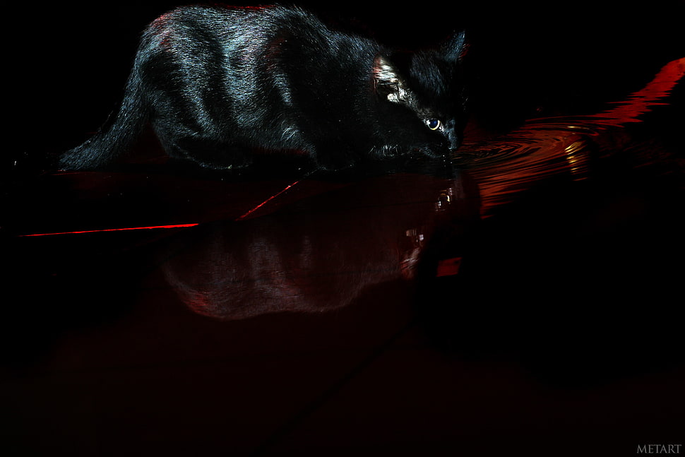 short-fur black cat, cat, black, water, Devil HD wallpaper