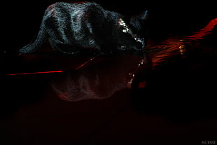 short-fur black cat, cat, black, water, Devil