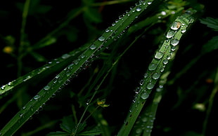 shallow focus of water drops on leaves