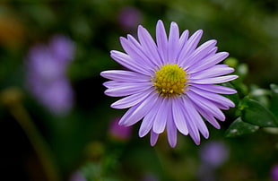 selective focus of purple Daisy flower HD wallpaper