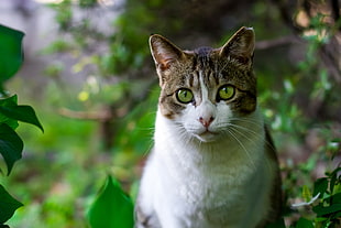 selective focus silver tabby cat surround of green leaf plant HD wallpaper