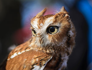 close up photo of brown and beige owl