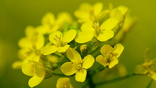 close up photo of yellow 4-petaled flowers HD wallpaper