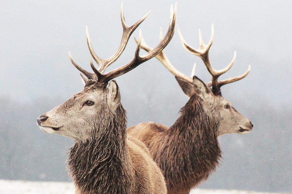 two brown stags, animals HD wallpaper