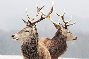 two brown stags, animals