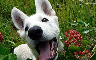close-up photography of short-coated white dog HD wallpaper