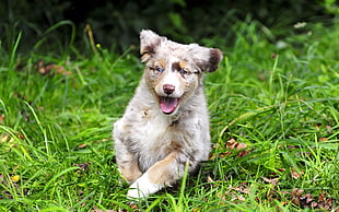 merle Australian shepherd puppy sits on grass field at daytime HD wallpaper