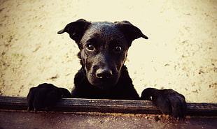 black and tan German Shepherd puppy, animals, dog
