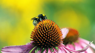 close up photography of yellow and black bee on yellow flower