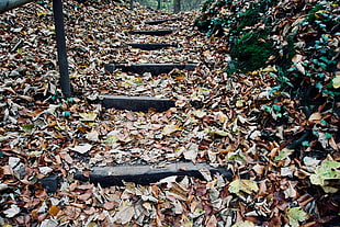 brown leaves, Autumn, Foliage, Stairs HD wallpaper