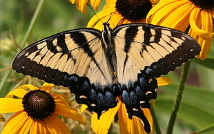 Eastern Tiger Swallowtail butterfly on yellow sunflower HD wallpaper