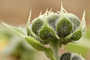 close up photography of green leaf plant, sunflower