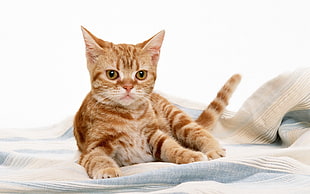 photo of orange tabby cat