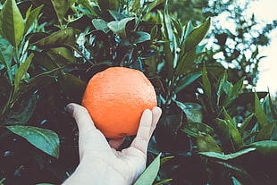 orange fruit, Orange, Citrus, Branches