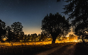 silhouette of trees during night time HD wallpaper