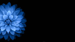 blue petaled flower illustration 3D wallpaper