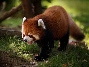 macro photography of Red Panda walking on grass