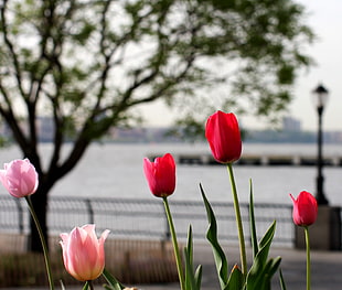 red and pink flower, tulips, hudson river, hudson river, manhattan HD wallpaper