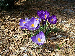 purple Crocus flowers