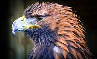 brown eagle, animals, eagle HD wallpaper