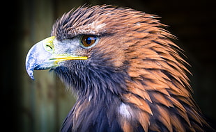 brown eagle, animals, eagle