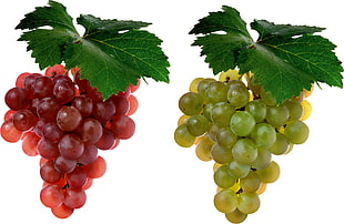 two bunch of grapes