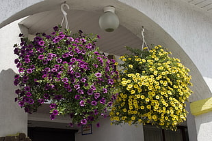 yellow and red Petunia flowers hanging baskets