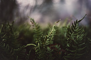 green leafed plant, depth of field, blurred, tea plant