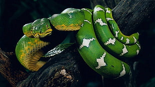 green and yellow floral textile, nature, animals, snake