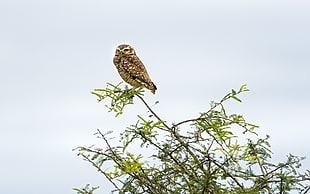 photo of owl on tree twig at daytime HD wallpaper